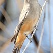 Say's Phoebe